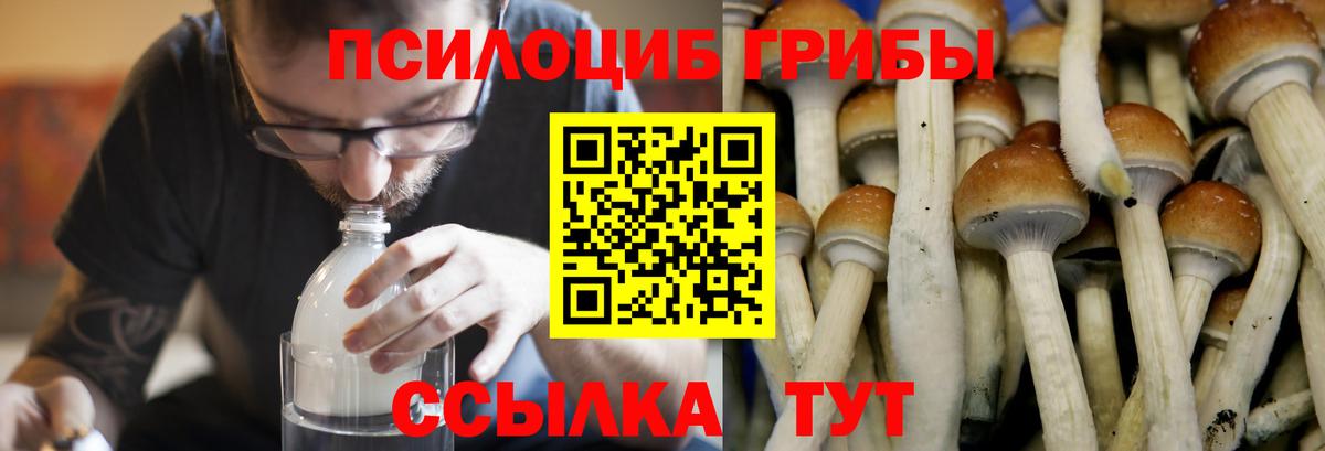 Псилоцибиновые грибы мицелий Лысьва